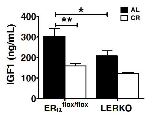 Circulating IGF-1 levels in LERKO mice