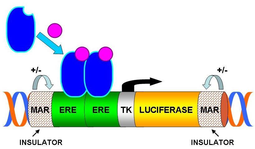 transgenic mouse Activated Estrogen Receptor TK