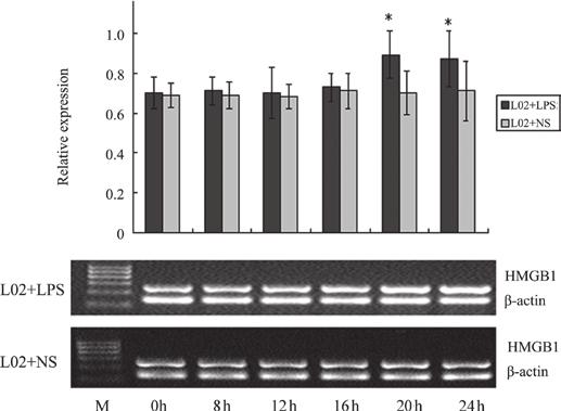 110 HUANG et al: LIPOPOLYSACCHARIDE INDUCES HMGB1 RELEASE Figure 10. Effect of lipopolysaccharide (LPS) stimuli on high mobility group box-1 (HMGB1) mrna levels in U937 cells.