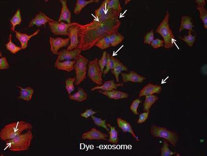 to label exosomes SYTO