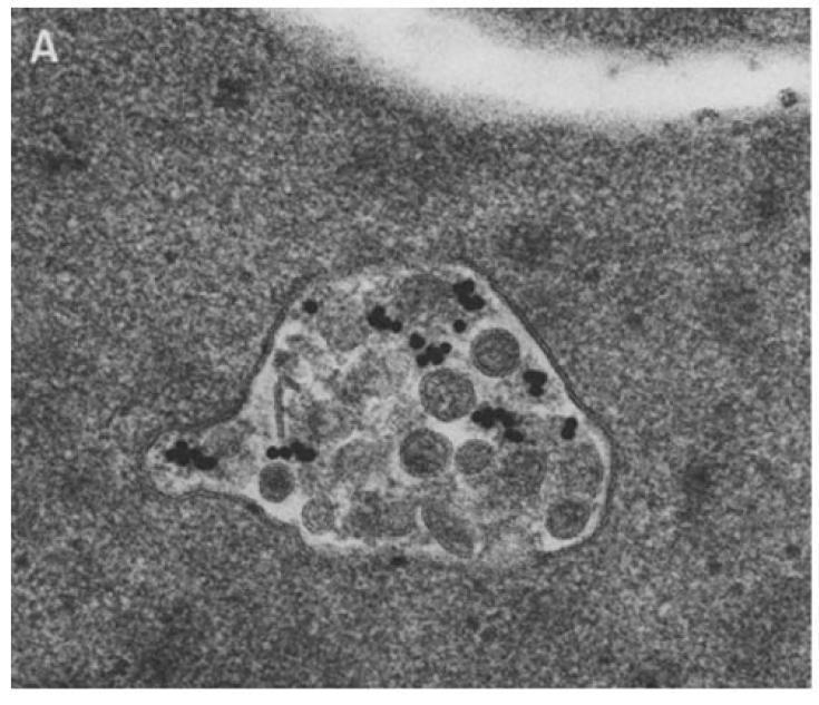 What are Exosomes?
