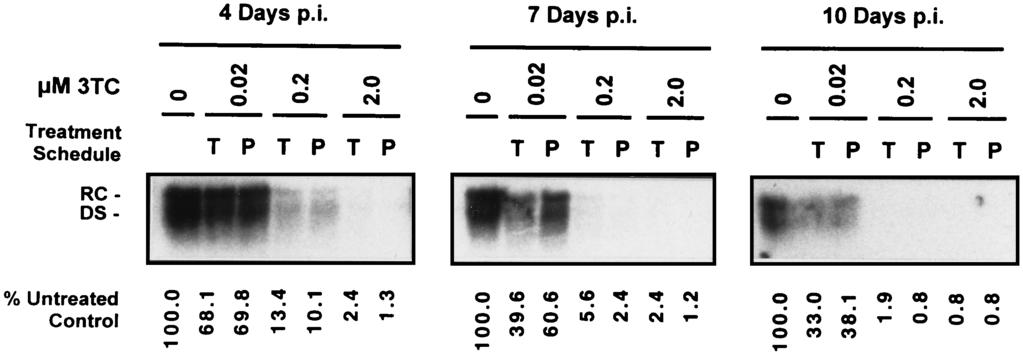 VOL. 43, 1999 3TC AND HBV RECOMBINANT BACULOVIRUS-HEPG2 SYSTEM 2019 FIG. 1. Treatment schedules of HBV baculovirus-infected HepG2 cells with 3TC prior to HBV RNA and DNA analyses.