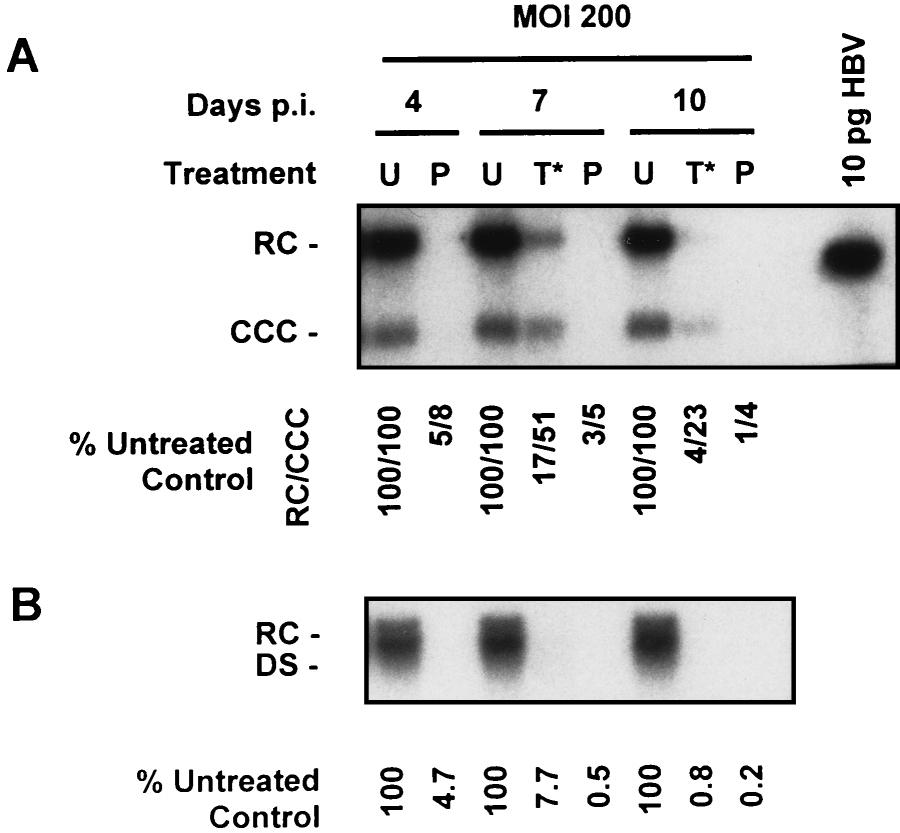2024 DELANEY ET AL. ANTIMICROB. AGENTS CHEMOTHER. FIG. 10. Effect of 2.0 M 3TC treatment on CCC HBV DNA accumulation in HepG2 cells with respect to the time of initiation of treatment.