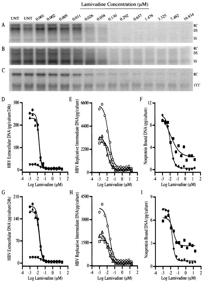 VOL. 47, 2003 QUANTITATIVE ASSAY FOR ANTI-HBV DRUGS 327 FIG. 1. Effect of posttreatment with lamivudine on HBV replication.