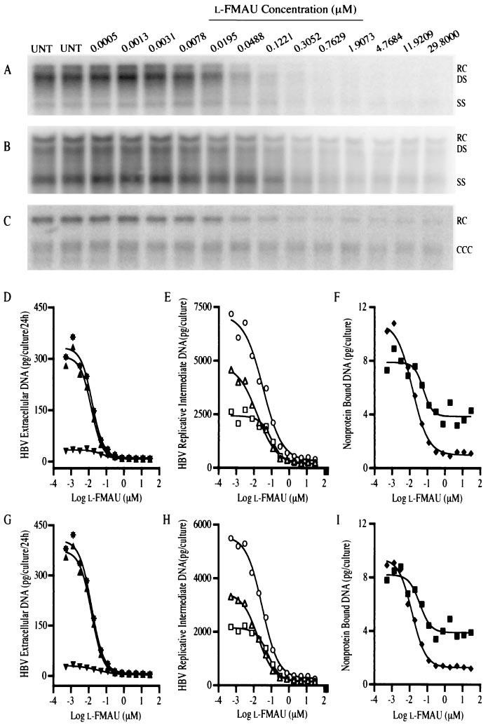 VOL. 47, 2003 QUANTITATIVE ASSAY FOR ANTI-HBV DRUGS 329 FIG. 2. Effect of posttreatment with L-FMAU on HBV replication.