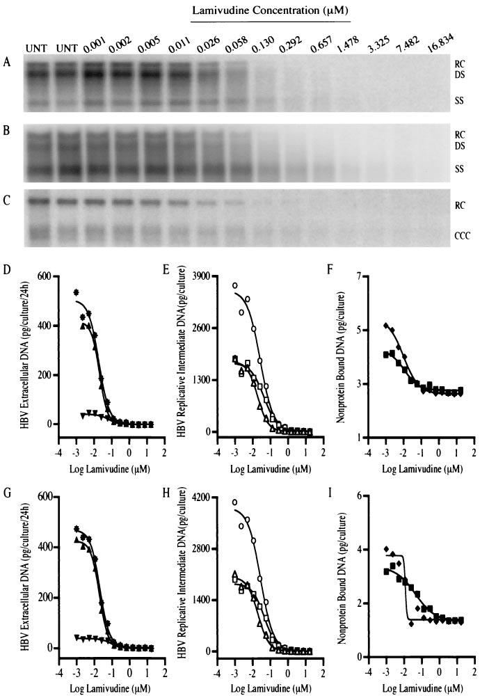 VOL. 47, 2003 QUANTITATIVE ASSAY FOR ANTI-HBV DRUGS 331 FIG. 3. Effect of pretreatment with lamivudine on HBV replication.