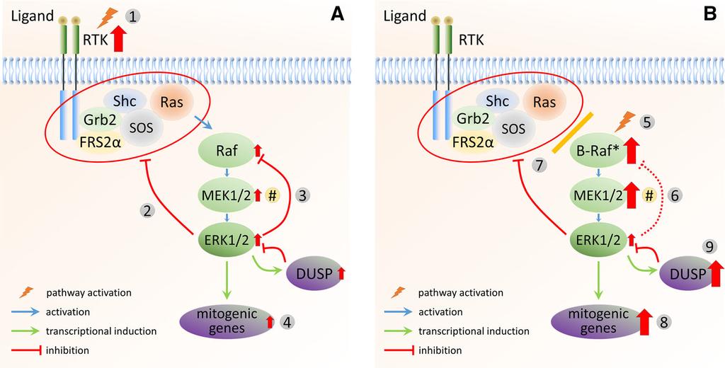 D. Lake et al. Fig. 2 ERK1/2 MAPK signalling in response to different oncogenic stimuli. a In cells with mutation or amplification of upstream components [e.g., RTKs (1)] and expressing wild-type Raf proteins, negative feedback mechanisms are highly active (2,3) and significantly reduce the activity of several upstream pathway components.