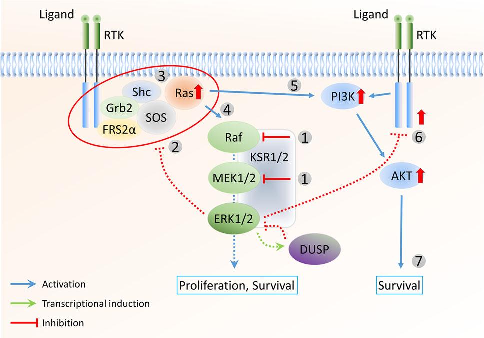 Negative feedback regulation of the ERK1/2 MAPK pathway negative feedback in healthy cells to increase the efficacy of the treatment as well as to reduce the potential side effects.