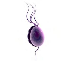 Ureaplasma urealyticum parasitic Trichomonas vaginalis yeast Candida