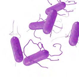 GASTROINTESTINAL DISEASE PATHOGENS Campylobacter ( jejuni, coli, and upsaliensis)