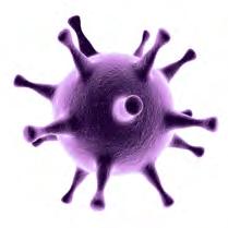 (HHV-6) Human parechovirus Varicella zoster virus (VZV) yeast Cryptococcus