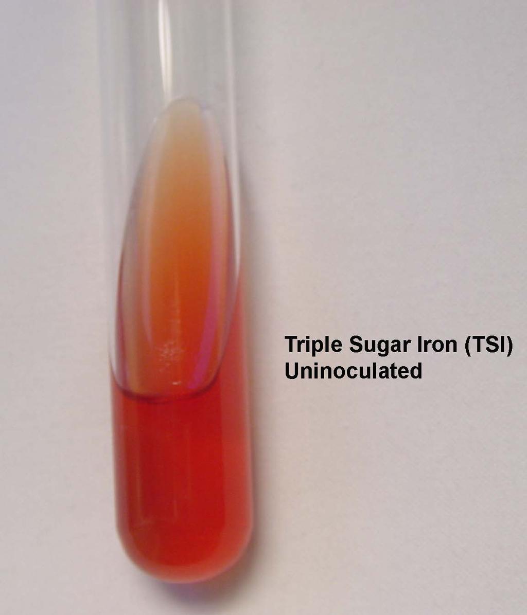 TSI (Triple Sugar Iron Agar) Purpose: To differentiate bacteria based on their ability