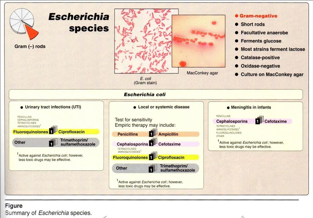 A- Escherichia coli It lives only in human or animal intestine. Detection of this genus in drinking water is taken as evidence of recent pollution with human or animal excretation.