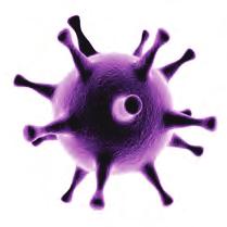 parechovirus Varicella zoster virus (VZV) yeast Cryptococcus neoformans/gattii