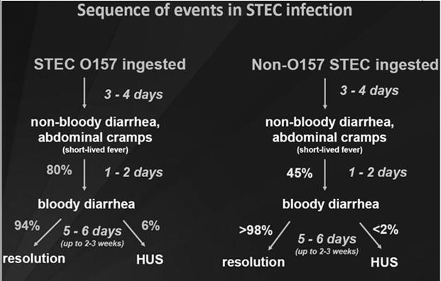 STEC Complications Hemolytic Uremic Syndrome (HUS) Occur in about 5 10% of cases Usually STEC O157 Renal failure Hemolytic anemia Thrombocytopenia Most recover within a few weeks, but some suffer