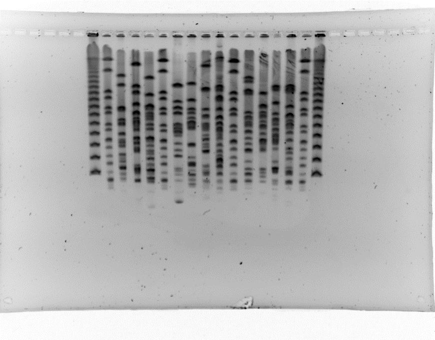 Scores in Image acquisition and running conditions were also low because the space of the bottom band of the reference strains is not 1 1.5 cm from the bottom of the gel.