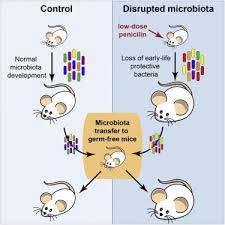 Altering the Intestinal Microbiota during a Critical