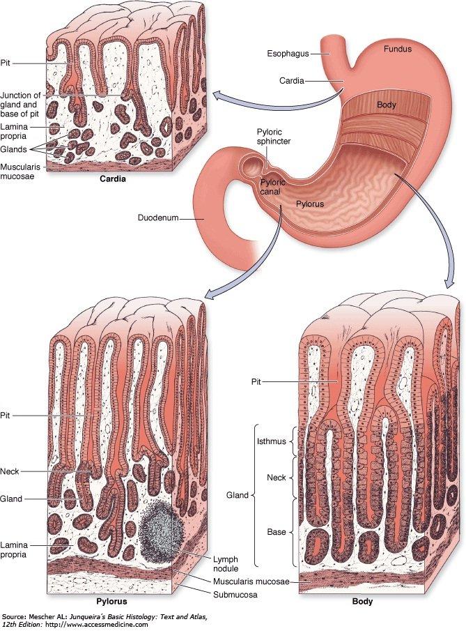 Review of literature III- The Muscularis Propria: The muscular wall of the stomach differes from the standard digestive pattern by the presence of third layer of oblique muscle fibers (inner oblique)