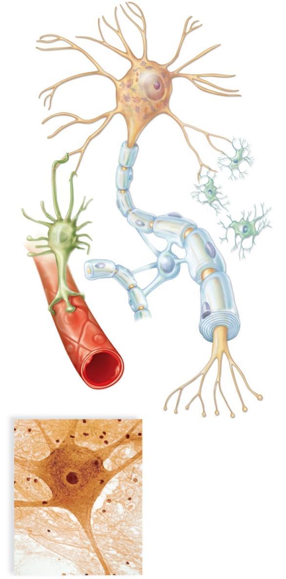 4.4 Nervous Tissue Communicates A. Nervous tissue - neurons They are made of dendrites, a cell body, and an axon. Neuron dendrite cell body nucleus Dendrites carry information toward the cell body.