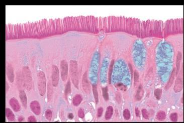 squamous lining of