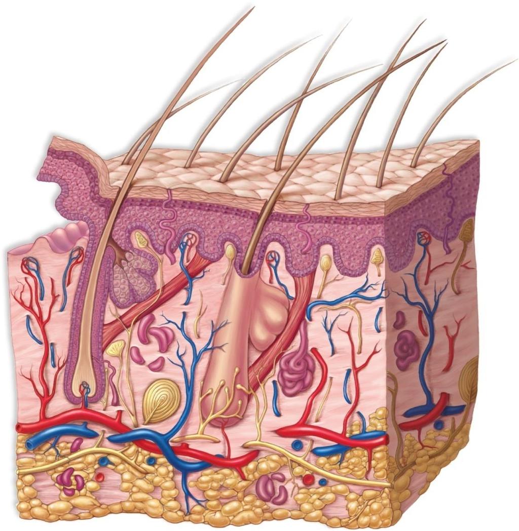 4.6 Integumentary System There are 2 regions of the skin Epidermis Dermis hair shaft sweat pore stem cells Epidermis sensory receptor capillaries oil gland arrector pili
