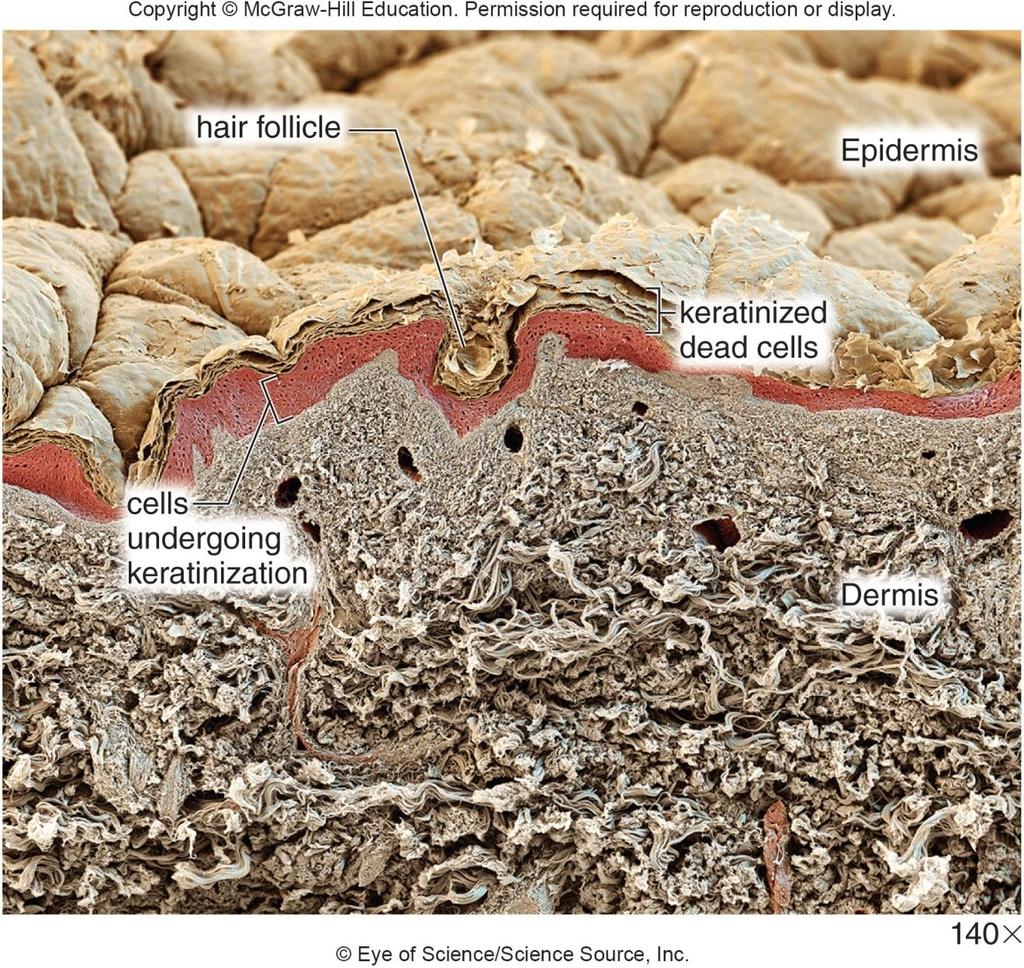 4.6 Integumentary System Where are skin cells