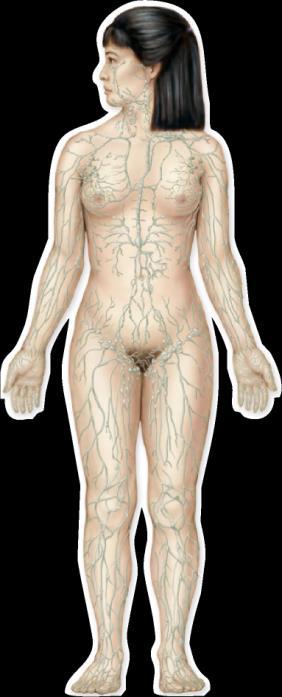 4.7 Organ Systems, Body Cavities, and Membranes What are the organ systems of the human body? Integumentary systems protects body.