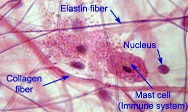 Connective Tissue Fibers may be: 1) Collagenous fibers: composed of collagen; have great tensile strength 2) Elastic