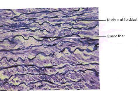 collagenous fibers -found in tendons,