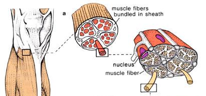 Skeletal Muscle Tissue: usually attached to BONES and