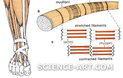 fibers, are long and threadlike muscle fibers