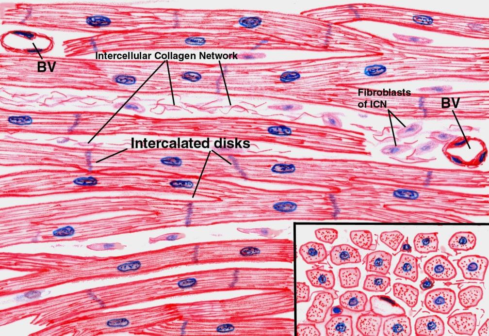 Cardiac Muscle Tissue: found only in the heart cells