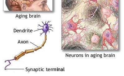 NERVOUS TISSUES in the brain,