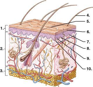 EPITHELIAL TISSUE: anchored to connective