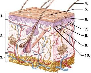 EPITHELIAL TISSUE: nutrients get to the epithelial