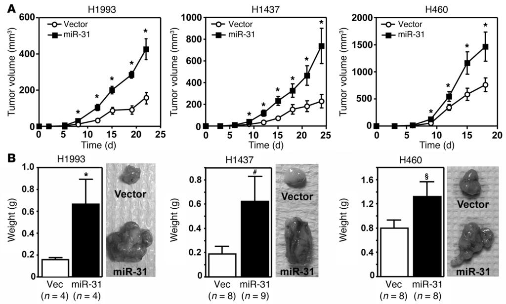 Research article The Journal of Clinical Investigation Figure 3. Elevated mir-31 increases adenocarcinoma cell growth in vivo.