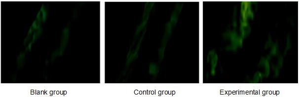 Figure 2. Detection of Cx43 protein expression in NCI-H226 cells by western blot analysis.