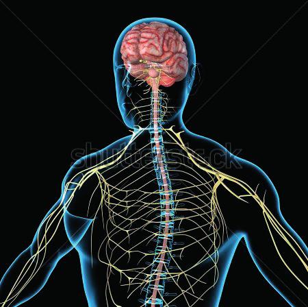 150 UNIT 3 COORDINATION Figure 9.1 The brain and spinal cord form the central nervous system. Cranial and spinal nerves lead to and from the CNS.