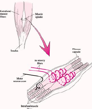It contains special muscle fibers called intrafusal fibers that are supplied by sensory neurons. (Muscle fibers that perform the muscle s work of contracting are called the extrafusal fibers.