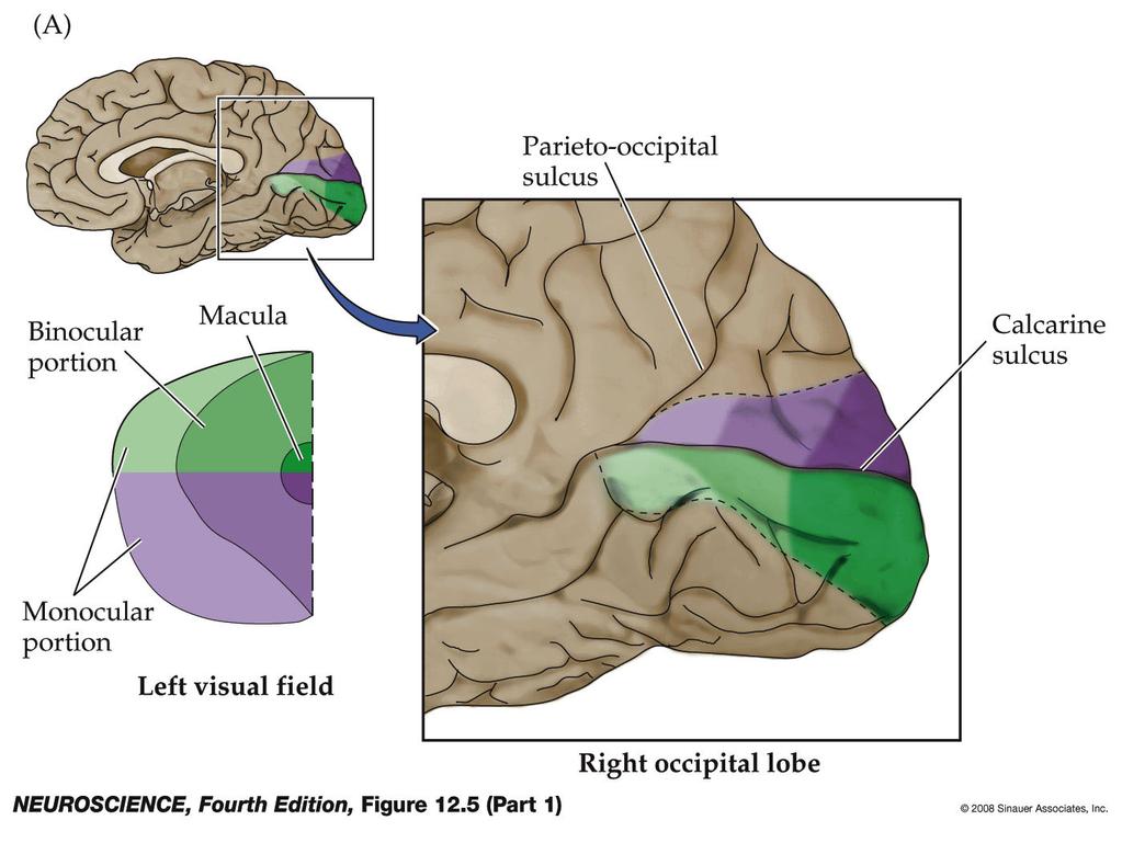 Figure 12.5 Visuotopic organization of the striate cortex in the right occipital lobe (Part 1) Figure 12.