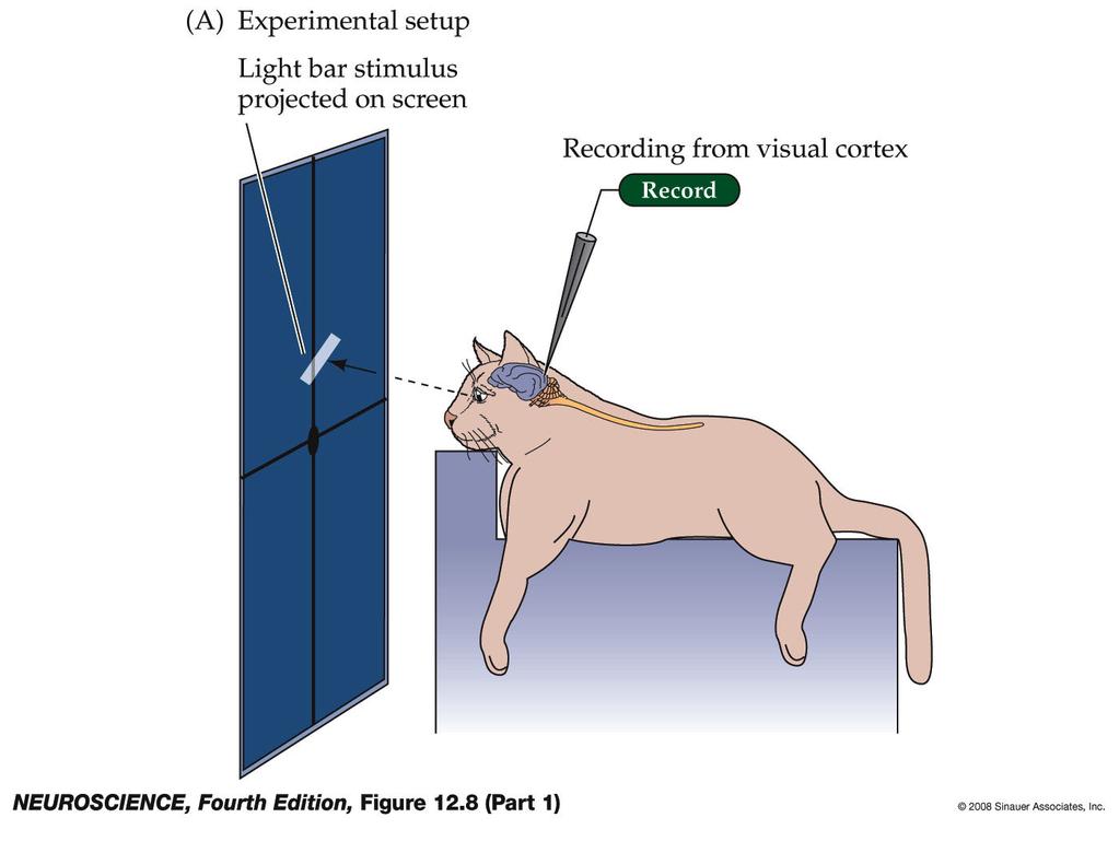 Figure 12.8 Neurons in the primary visual cortex respond selectively to oriented edges (Part 1) Figure 12.