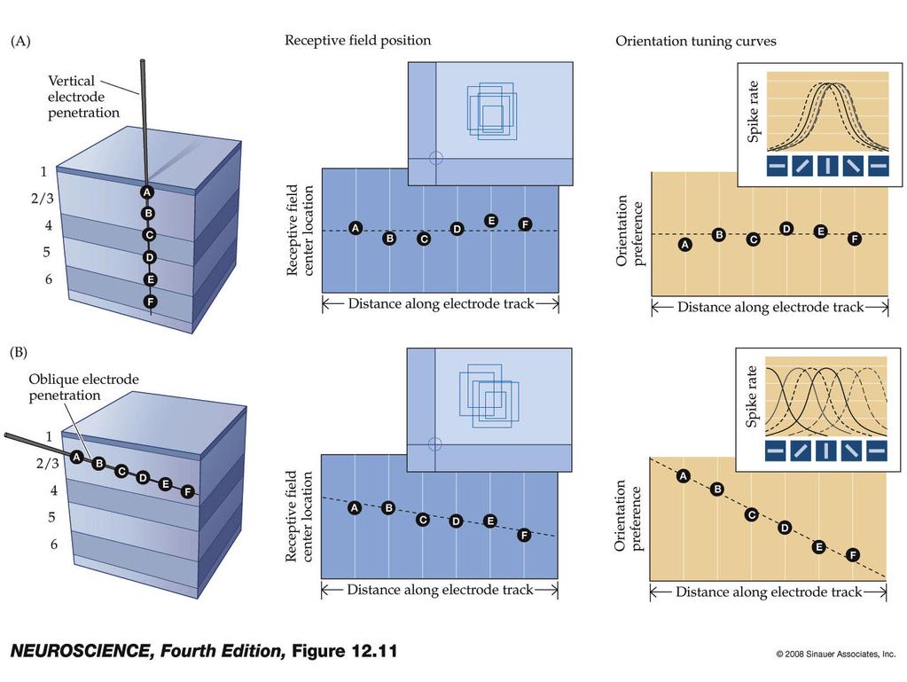 Figure 12.11 The basis of functional maps in primary visual cortex Figure 12.11. Orderly progression of columnar response properties forms the basis of functional maps in primary visual cortex.