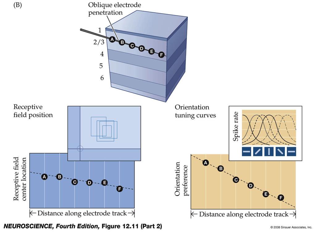 Figure 12.11 The basis of functional maps in primary visual cortex (Part 2) Figure 12.