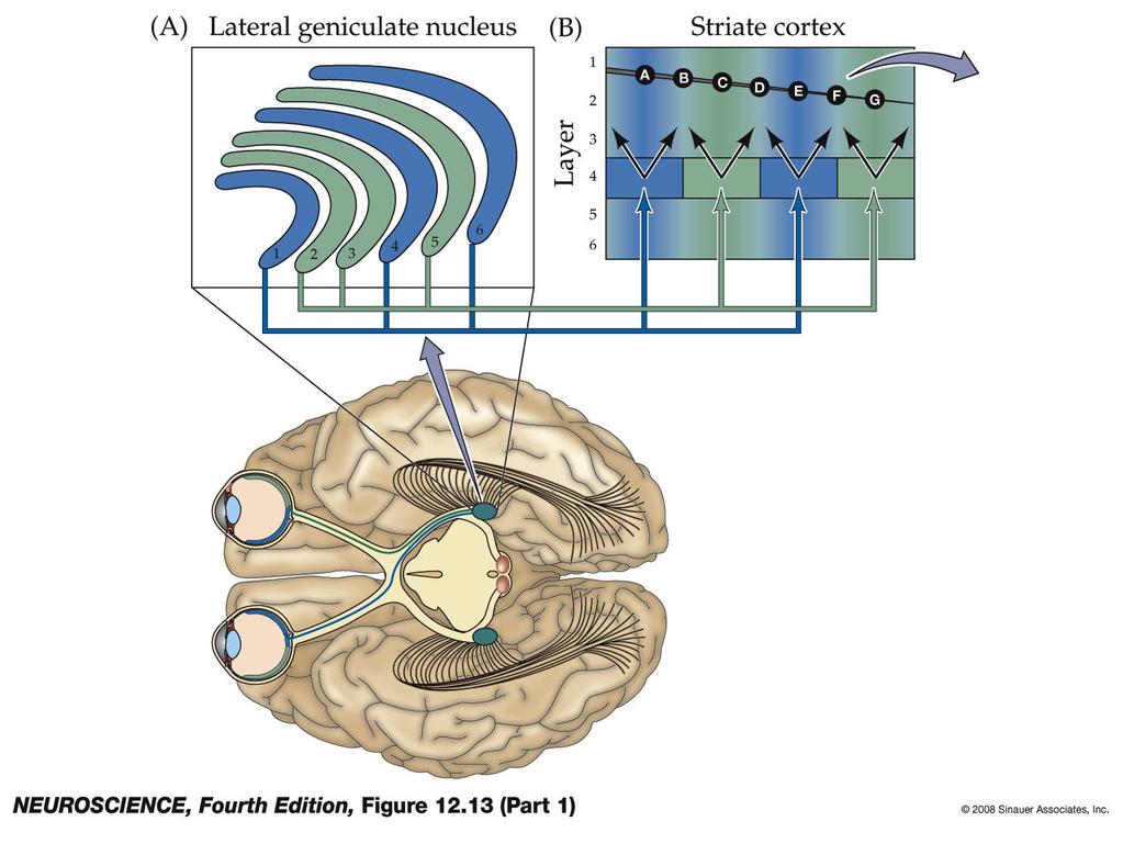 Figure 12.13 Mixing of the pathways from the two eyes first occurs in the striate cortex (Part 1) Figure 12.13-1 Mixing of the pathways from the two eyes first occurs in the striate cortex.