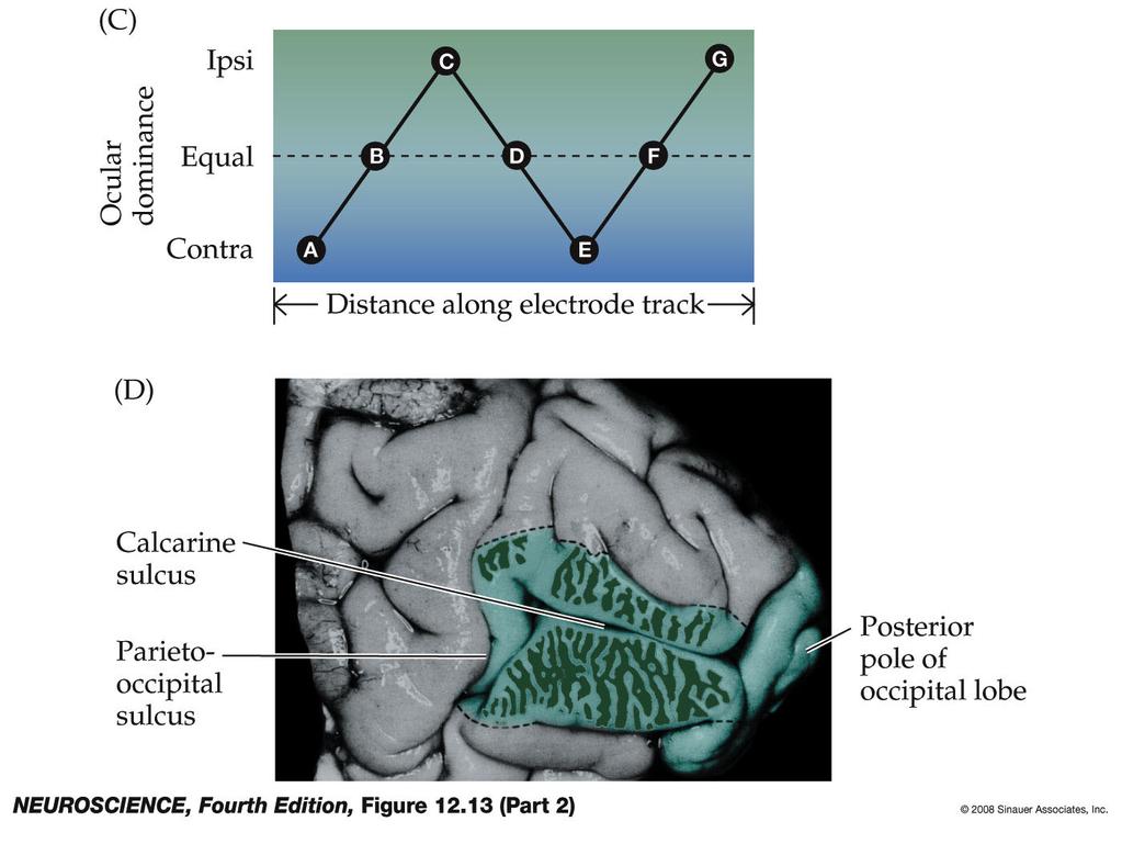 Figure 12.13 Mixing of the pathways from the two eyes first occurs in the striate cortex (Part 2) Figure 12.13-2 Mixing of the pathways from the two eyes first occurs in the striate cortex.