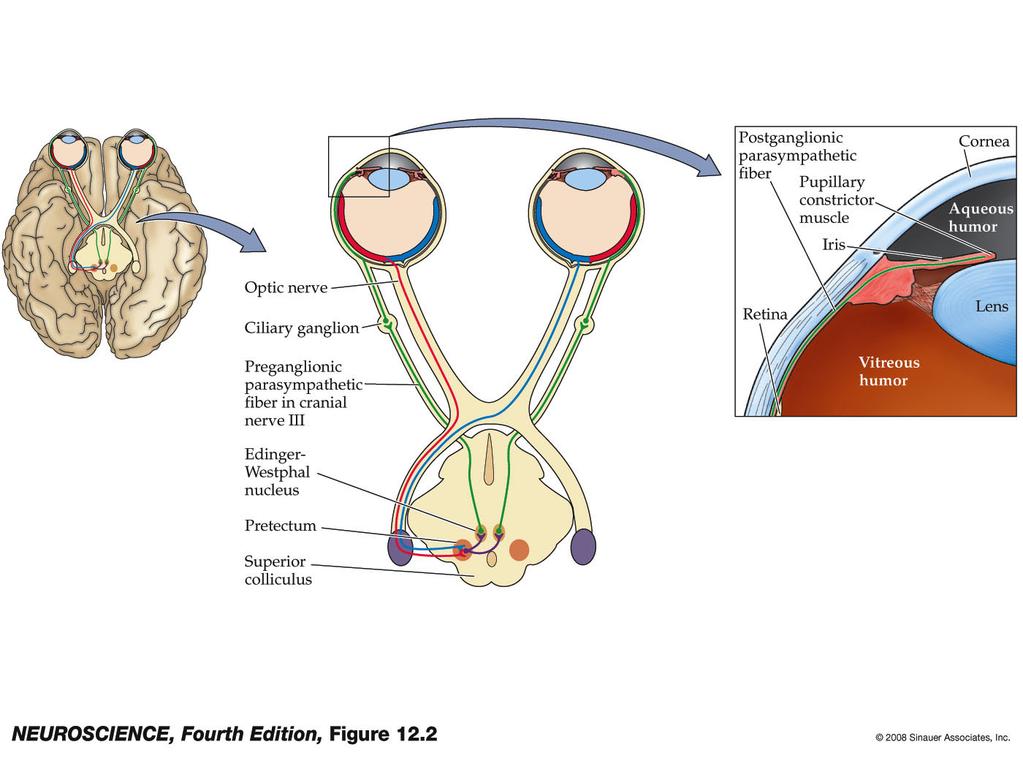 Figure 12.2 The circuitry responsible for the pupillary light reflex 