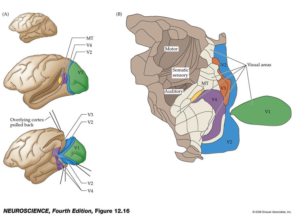 Figure 12.16 Subdivisions of the extrastriate cortex in the macaque monkey Figure 12.16. Subdivisions of the extrastriate cortex in the macaque monkey. (A) Each of the subdivisions indicated in color contains neurons that respond to visual stimulation.