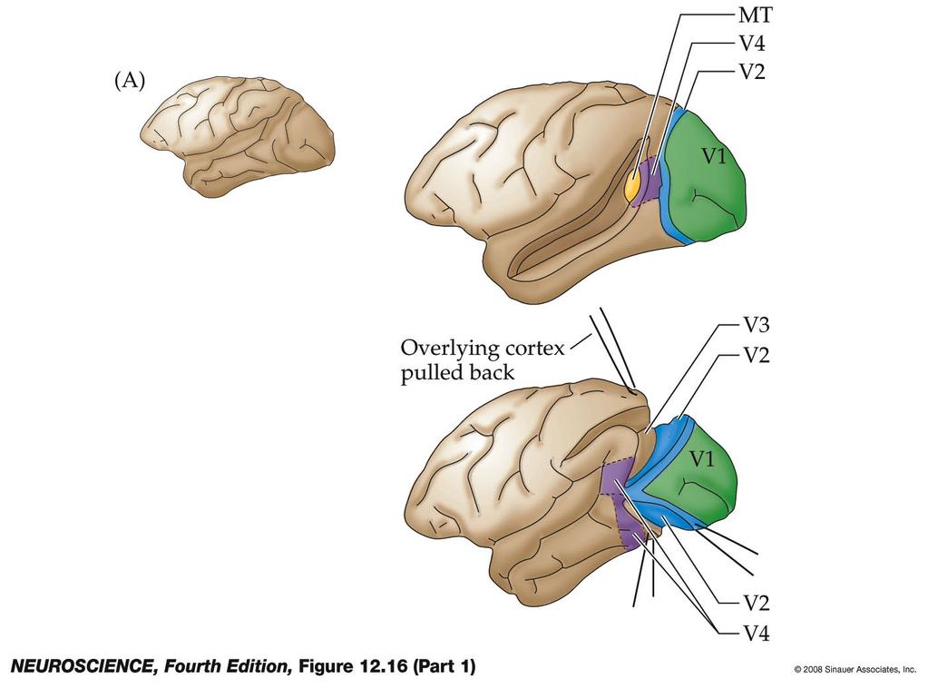 Figure 12.16 Subdivisions of the extrastriate cortex in the macaque monkey (Part 1) Figure 12.16-1 Subdivisions of the extrastriate cortex in the macaque monkey.