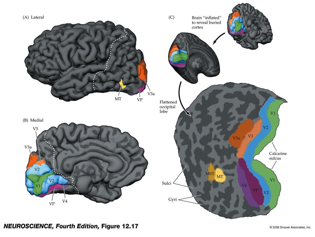 Figure 12.17 Localization of multiple visual areas in the human brain using fmri 