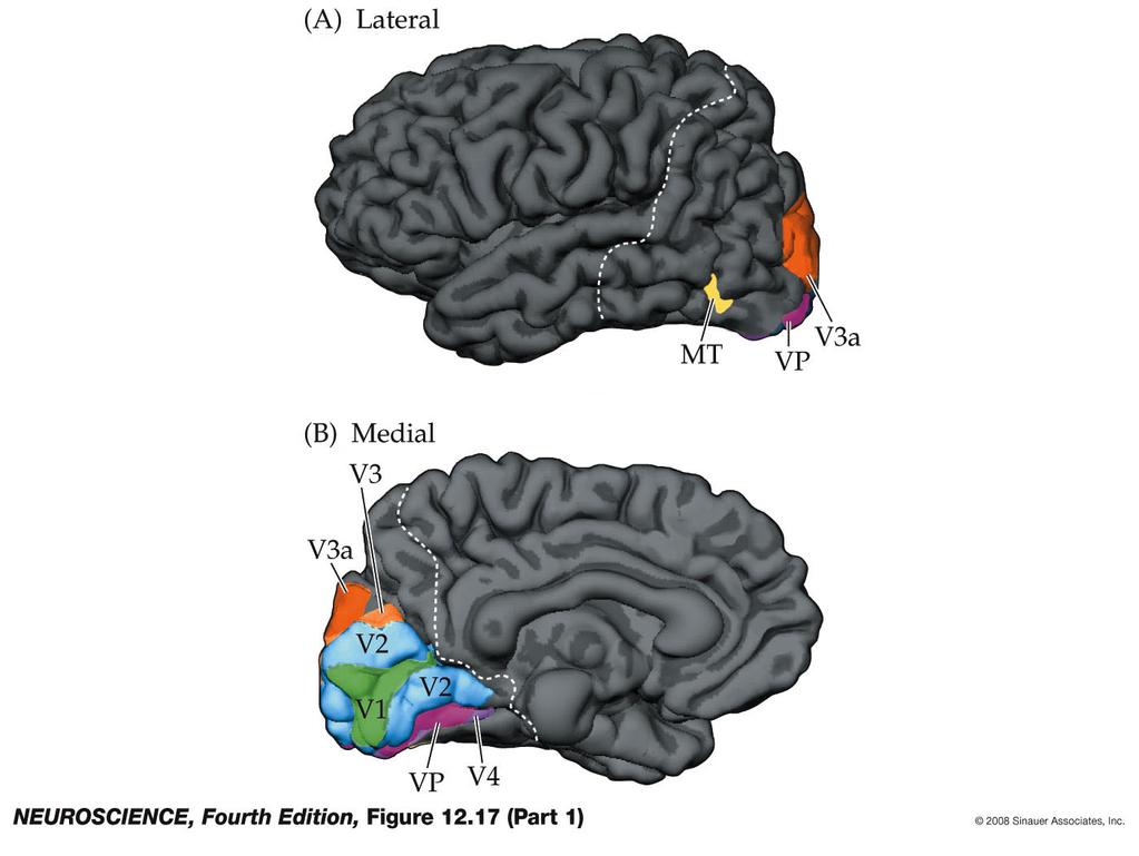 Figure 12.17 Localization of multiple visual areas in the human brain using fmri (Part 1) Figure 12.17-1 Localization of multiple visual areas in the human brain using fmri.